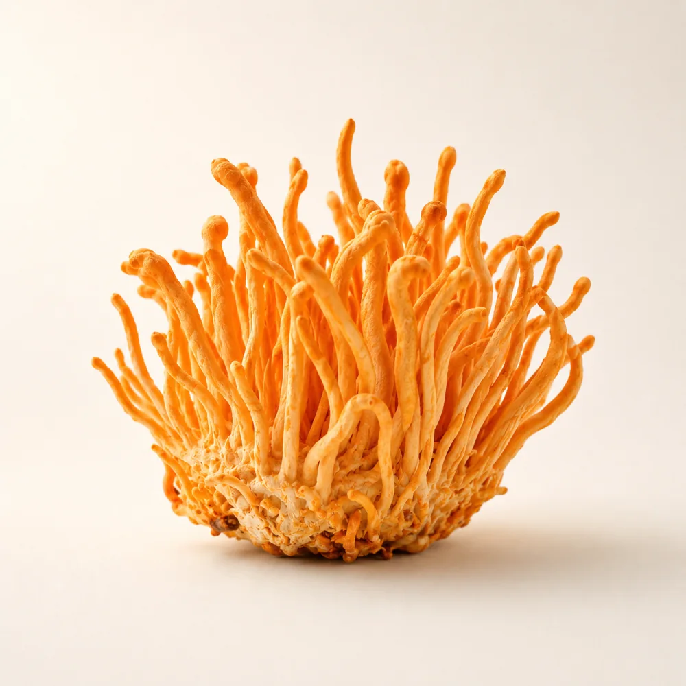 Cordyceps