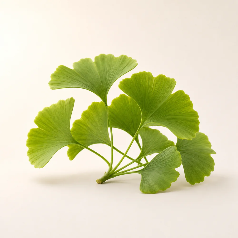 Ginkgo biloba