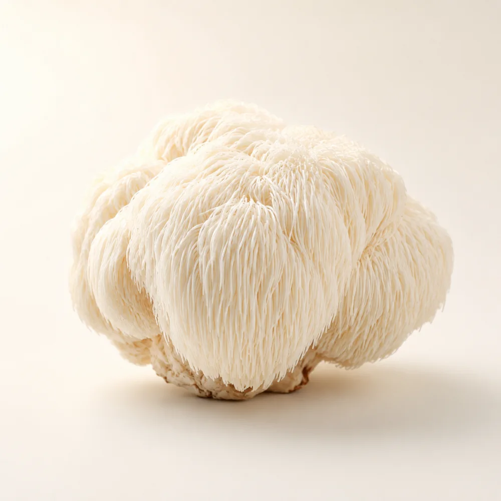 Lion’s Mane