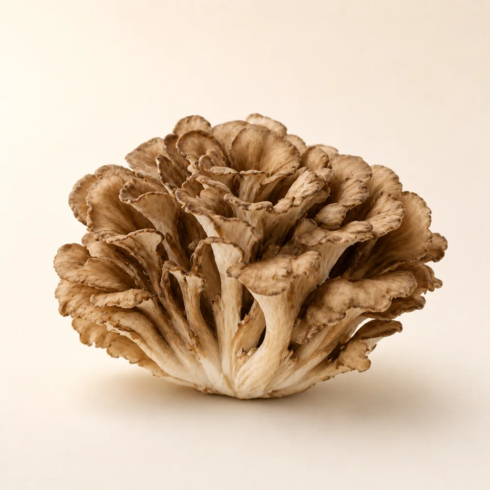 Maitake