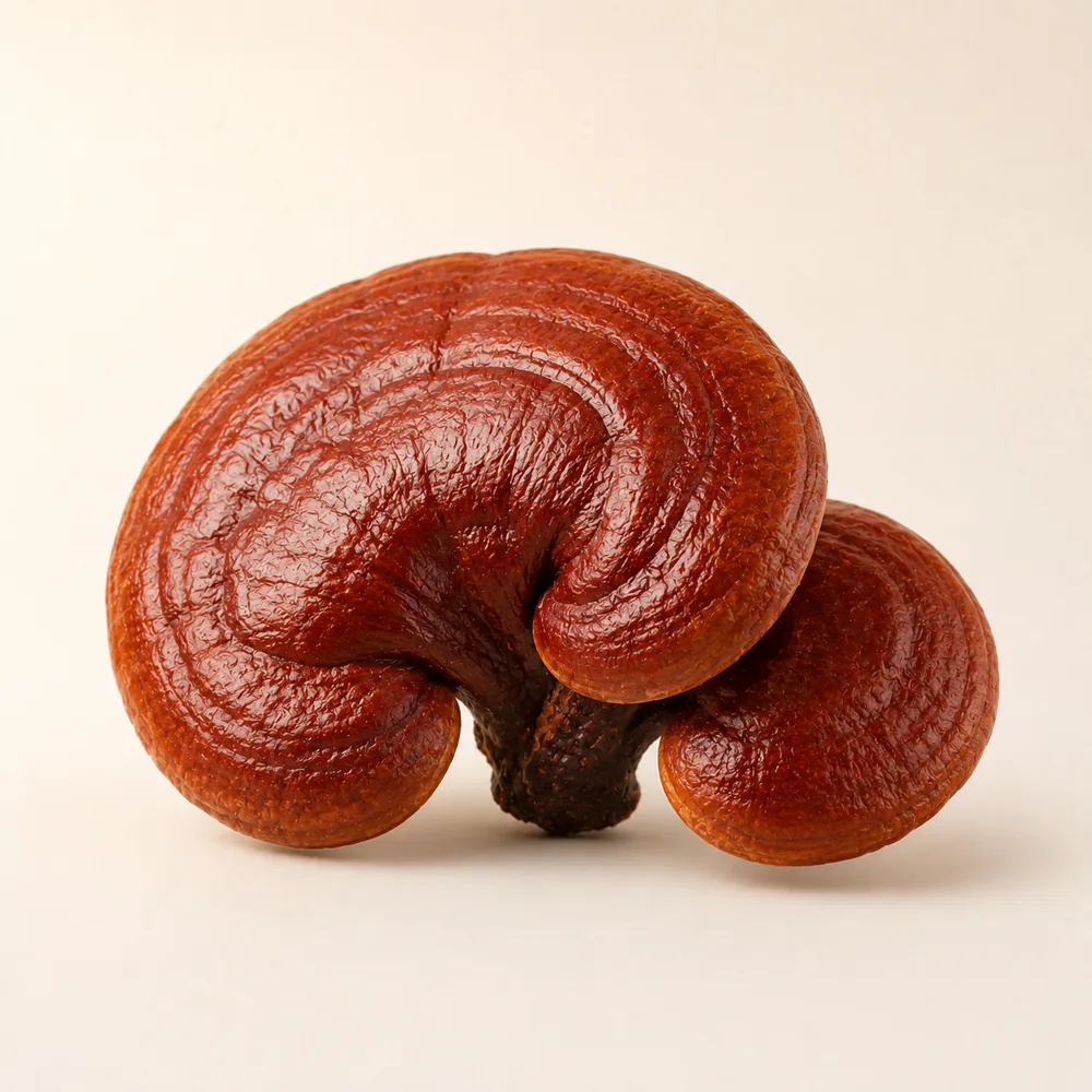 Reishi